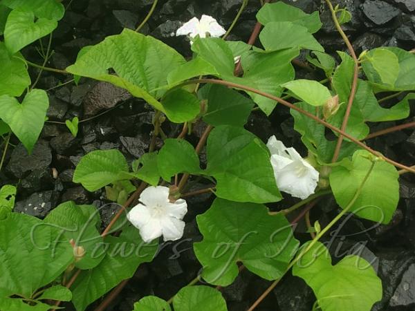 Ventricose Morning Glory
